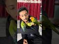 Birds Training Process Tame Parrot Birds Lovebirds Shortsfeed Pets Minivlog
