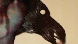 New Model Army - Weak and strong