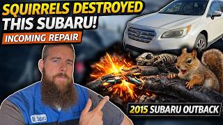 Squirrels DESTROYED This 2015 Subaru Outback's Wiring… Real Repair!