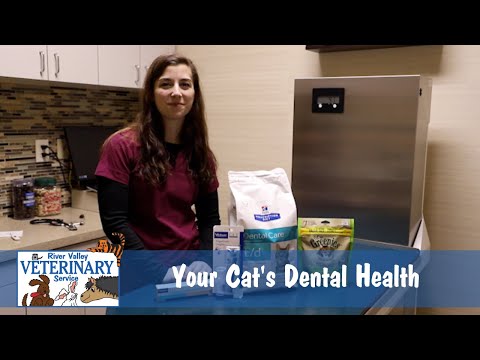 Your Cat's Dental Health