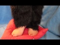 Trampling On The Pillow With Smell Nylons