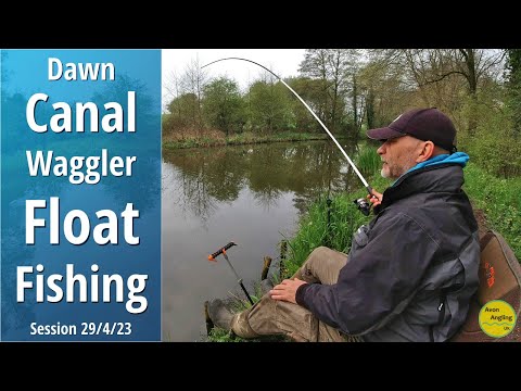 Simple Canal Waggler Float Fishing At Dawn - Productive But Frustrating - 29/4/23 (Video 402)