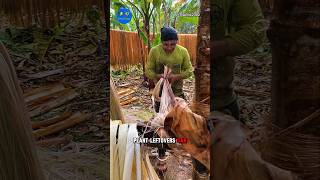 Abaca: The Banana Plant That’s Stronger Than You Think 🍌💪