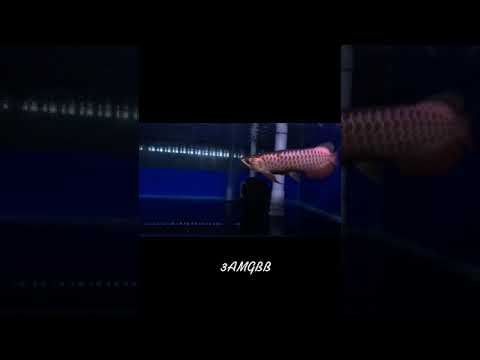 最高のロイヤルグレードのアロワナ魚 | Best Royal Grade Arowana Fish | Arowana Fish with Royal Colors #0034