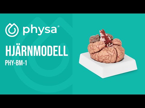 video - Hjärnmodell
