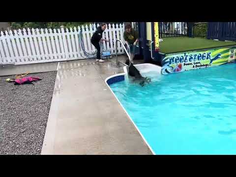 Big Guy Loves To Swim "Franco" At The Pool