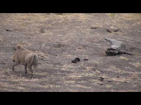 Djuma: Blacksmith Lapwing chick meets the neighborhood Warthogs - 09:42 - 10/03/18