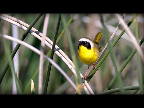 Horárik pastvinový (Geothlypis trichas) — spev a hlas v prírode