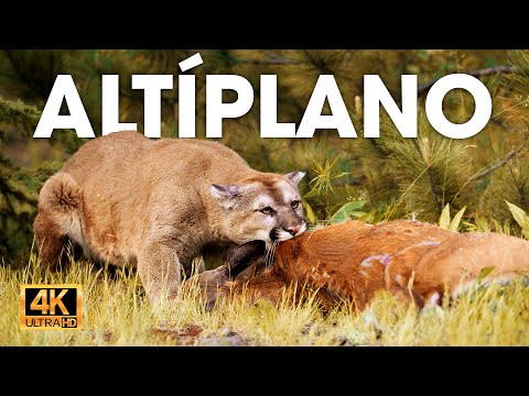 ALTÍPLANO EXTREMO - Sobrevivir en la Tierra de los Vientos Mortales #animalessalvajes