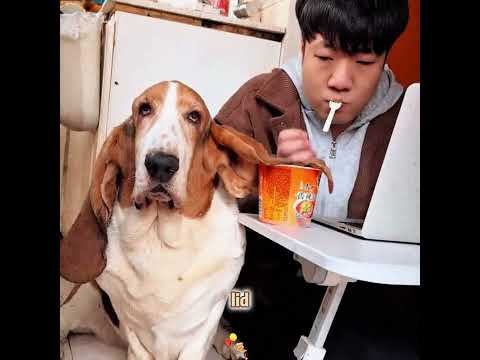 he puppy with the longest ears cried secretly, feeling insecure about itself #funny #shorts #pets