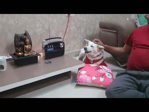 Snowy relaxing ..listening Carvaan. 😀😊