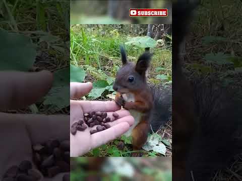 This Squirrel Had a Panic Attack