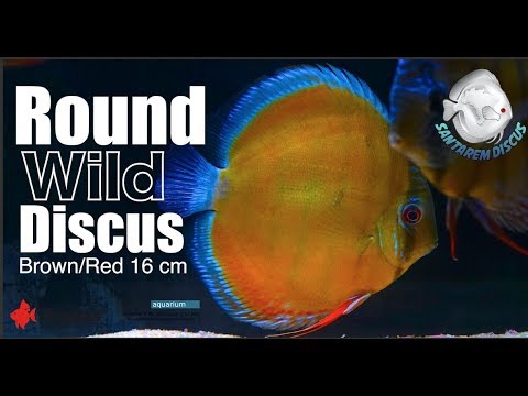 Round Wild Discus  Brown/Red 16 cm