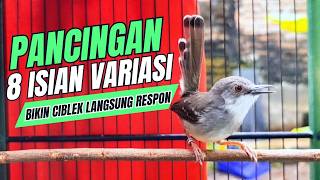 Download lagu suara burung CIBLEK GACOR NGEBREN variasi Pancingan Ciblek Semi, jadikan ciblek kristal gacor emosi mp3