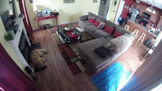 Golden Retriever Home Alone Time-Lapse