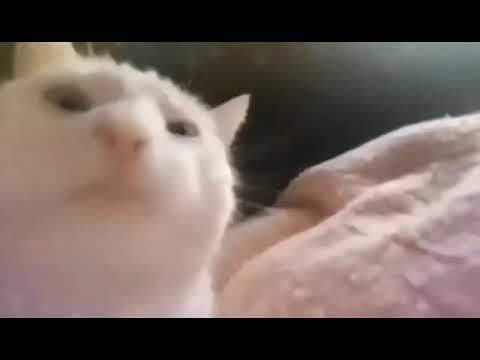 catJAM meow 10 hours