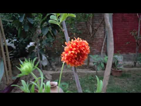 shareefa or sugar apple fruit and flower