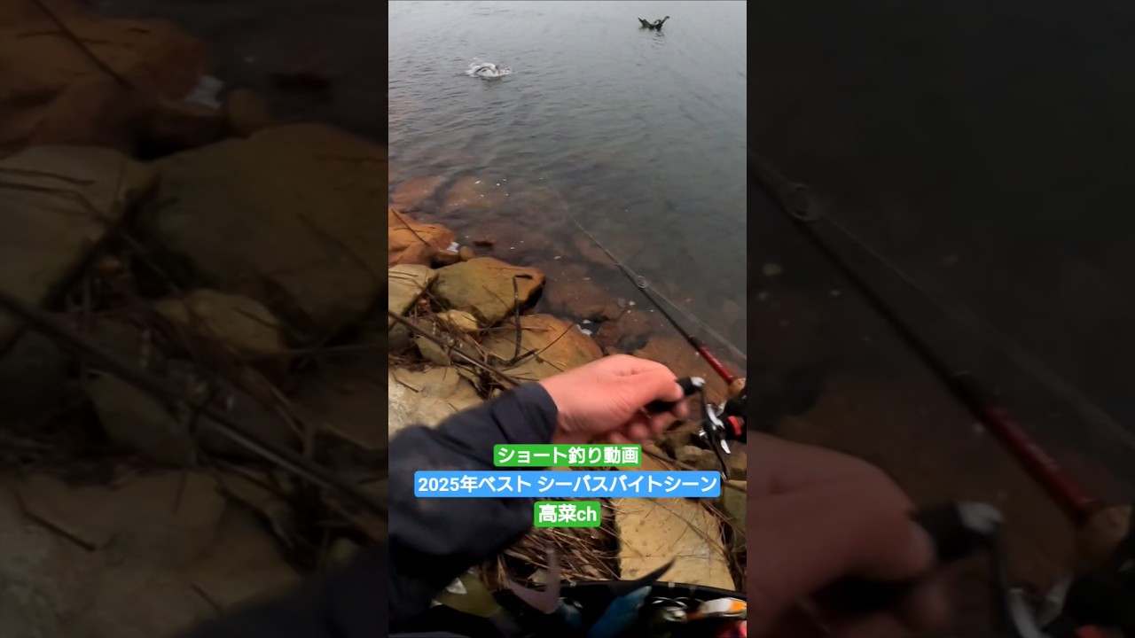 2025年のベストシーバスバイトシーン 【UKBP150F #fishing #釣り】