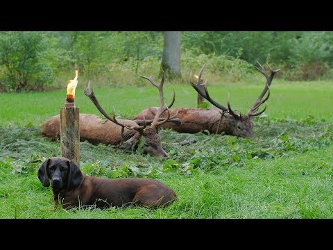 2 starke Hirsche in Pommern - Polen gestreckt
