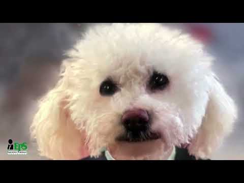 Executive Portrait Specialists video.