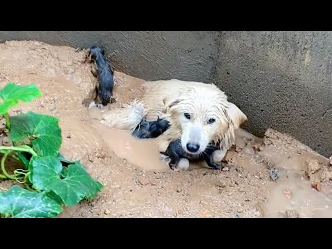 Bajo la fría lluvia, ella se empapó en un charco intentando sostener a sus hijos recién nacidos.
