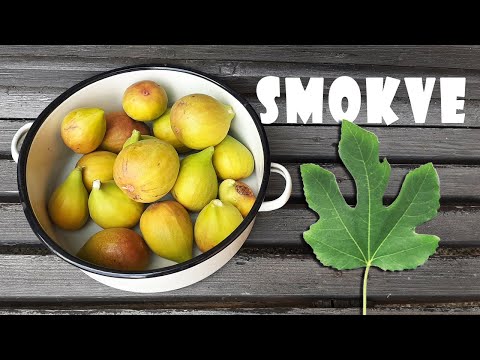 FEIGEN - Wer sollte sie essen und wer nicht?