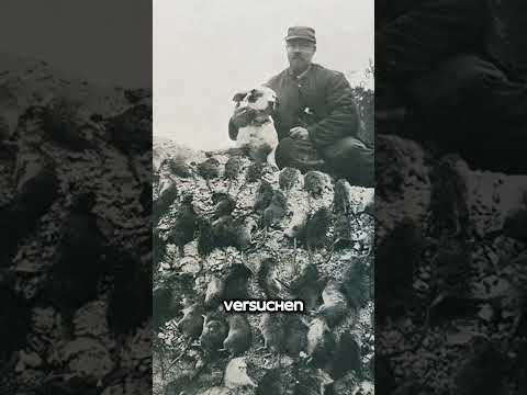 Stimmt es das Ratten in den Schützengräben des Ersten Weltkriegs verwundete Soldaten fraßen?