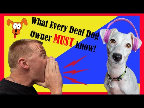 YouTube video about: Can a deaf dog hear a dog whistle?