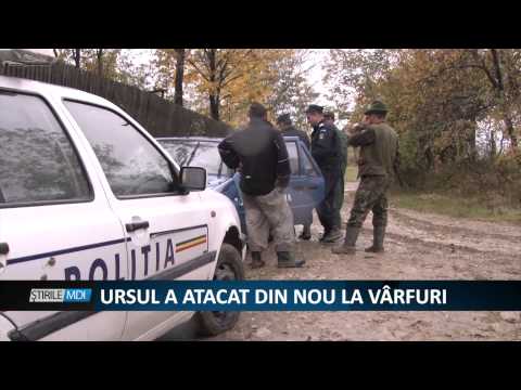 URSUL A  ATACAT DIN NOU LA VARFURI - MDI TV