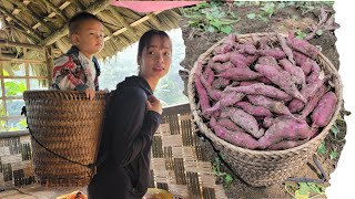 Harvest a giant sweet potato garden to sell - Cook potatoes to eat with your children