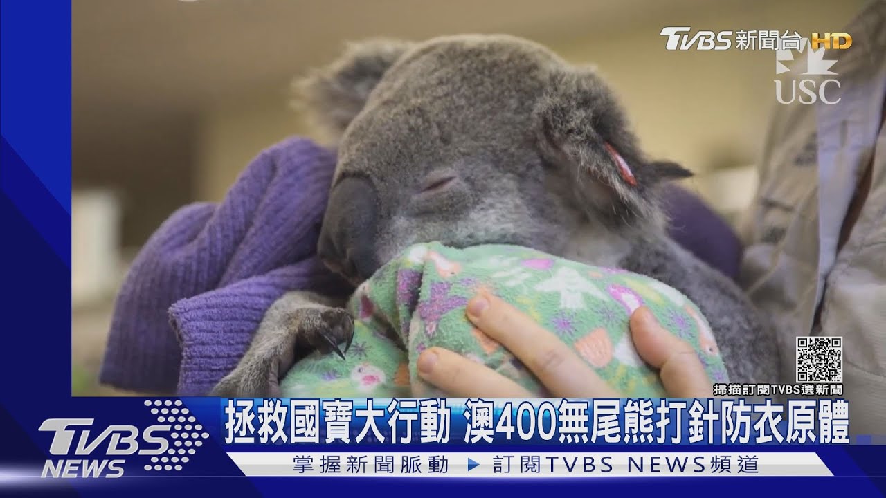 拯救國寶大行動 澳400無尾熊打針防衣原體
