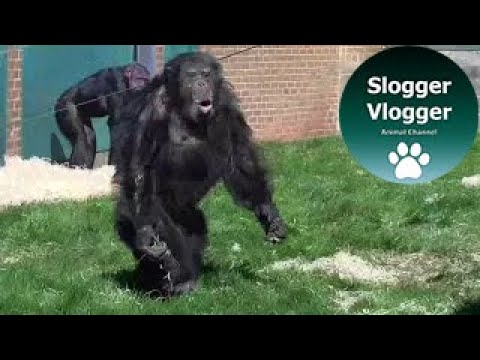 Chimpanzee Walks Like A Human And Hurls Food Towards Visitors