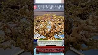 Download lagu Super bonsai tree on display in Hongkong #shorts #gardening #bonsai mp3