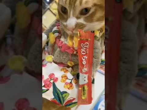 Kimmy Siu-CIAO 日本第一銷量貓小食 超級貓模短片大賽