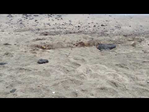 Hawaiian Butterfly's