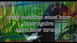 Download lagu Bikin kacer fighter langsung naik darah mp3