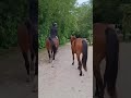 Top cheval d'amateur ( QUANTUM x ECHO DES F