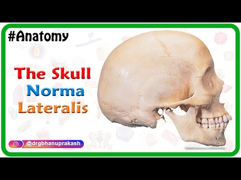 Anatomy of the Skull : Norma Lateralis