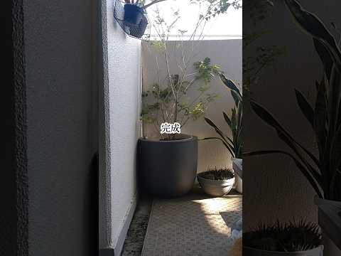 décorer son balcon plantes-vertes-fleurs-idées