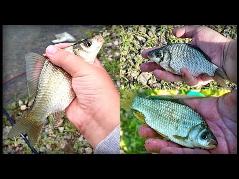 Babuška Radi Kao LUDA![Pecanje Na Plovak]