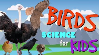 Birds | Science for Kids