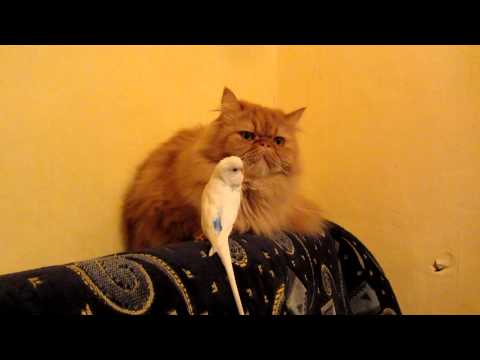 Die Katze und der Nerv-Vogel [Video aus YouTube]