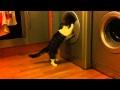Washing Machine Cat