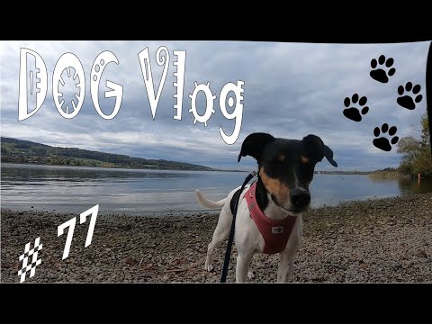 BGV #77 - Dog Vlog / A walk through Uster near Zurich to the Greifense on four paws