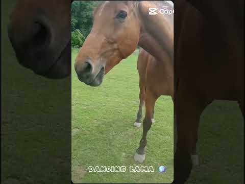 Jejuu😂😂🤣🤣 #horse #synthmagic #equestrian #synthlove #music #snow #synthlover #winter #synthfam #pony