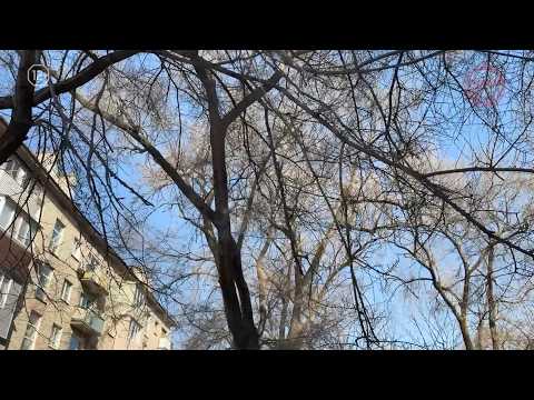 ☁️ Осадки подпортят погоду в Уссурийске: на субботу синоптики передают снег с дождём