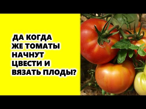 , title : 'Да когда же помидоры начнут цвести и вязать плоды?'