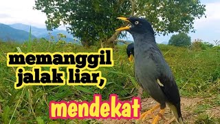 Download lagu suara burung JALAK KEBO pikat,suara memanggil jalak kebo liar mp3 Download lagu suara burung JALAK KEBO pikat,suara memanggil jalak kebo liar mp3