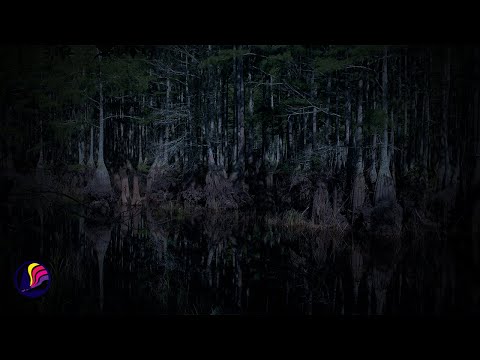 Bayou Swamp Sounds | Night Ambience for Sleep | Relaxation & Meditation | 10 Hours