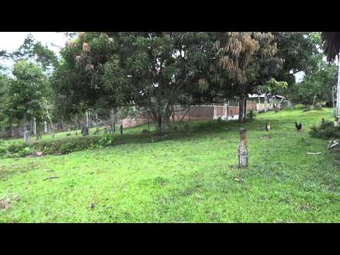 Die wilden Hühner und der stolze Hahn....